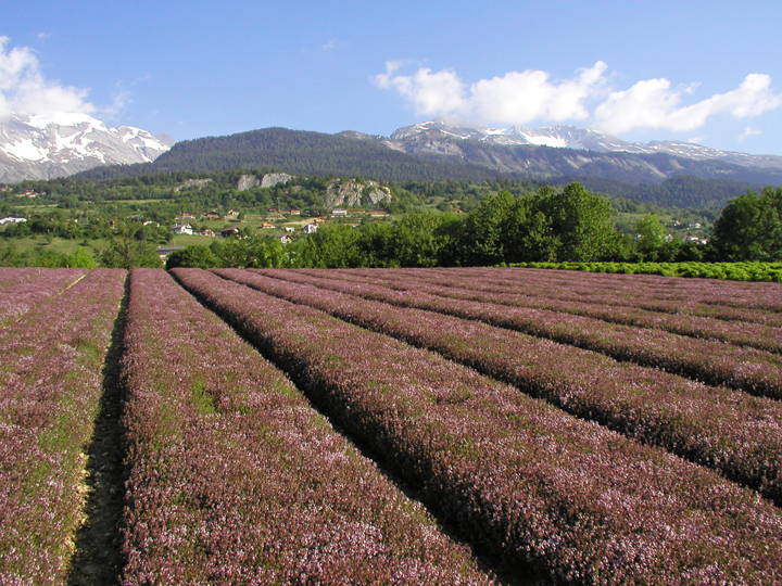 Zoom: ab18_cooperative_valplantes_pflanzenfeld.jpg